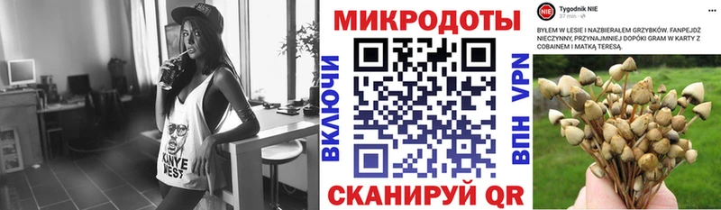 Галлюциногенные грибы Psilocybine cubensis Ростов